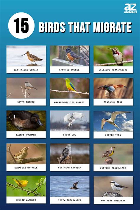 15 Types Of Migrating Birds - A-Z Animals