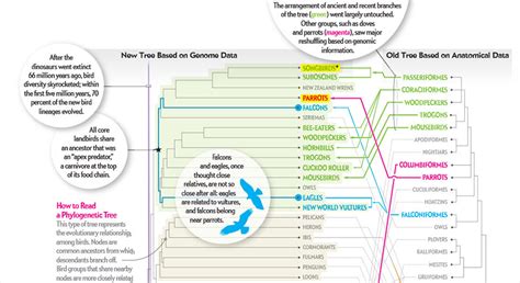 The Bird Family Tree Gets a Makeover Classifying... - Science Junkie