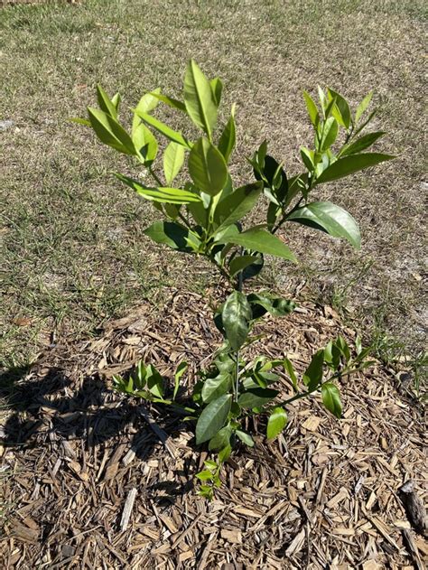 Our lemon trees! : r/gardening