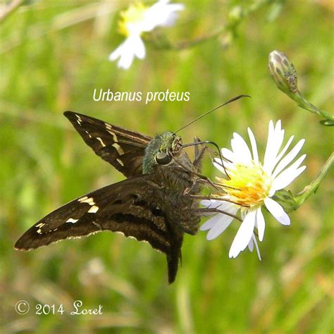 Long-tailed Skipper Butterfly (Urbanus proteus) | Central Florida ...