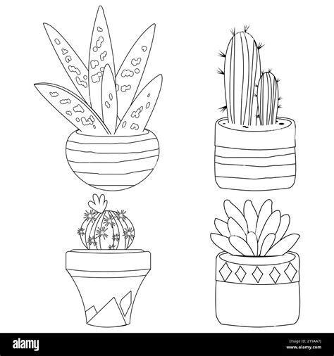 Cactus and succulent plants in pots. Black and white coloring page Stock Photo - Alamy