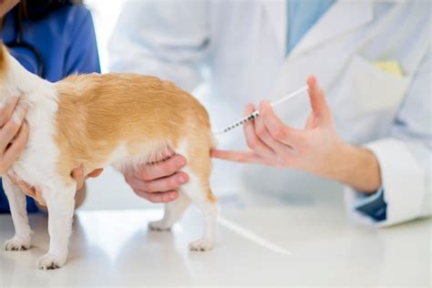 Rabies Vaccine And The Law