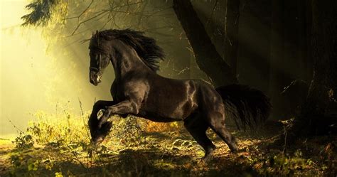 Which type of magical horse are you? | Playbuzz