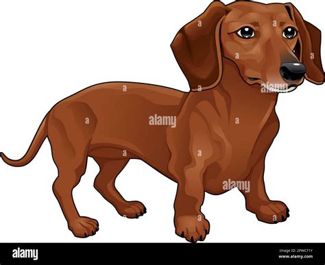 Dachshund. Vector isolated dog Stock Vector Image & Art - Alamy