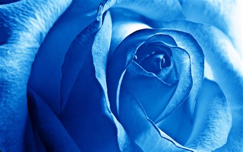 Blue Rose Wallpaper HD | PixelsTalk.Net