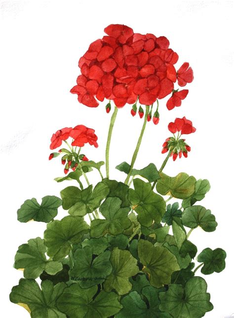 Red Geraniums Original Watercolor Garden v