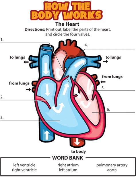 Valentines Day | Circulatory system for kids, Human body systems, Heart for kids