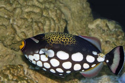 Photo of the Week: Clown Triggerfish - Clever Camouflage or Outlandish ...