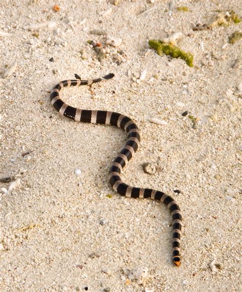 Sea krait is snake that lives on land and in the sea | Ocean Watch