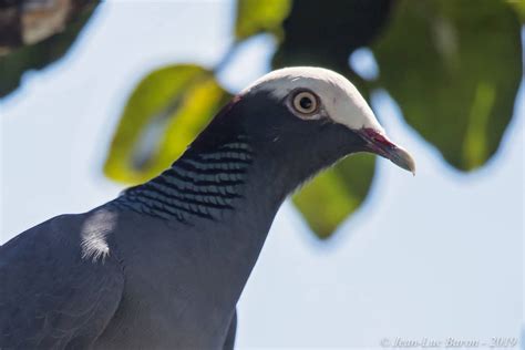 White-crowned Pigeon Patagioenas Leucocephala | Focusing on Wildlife