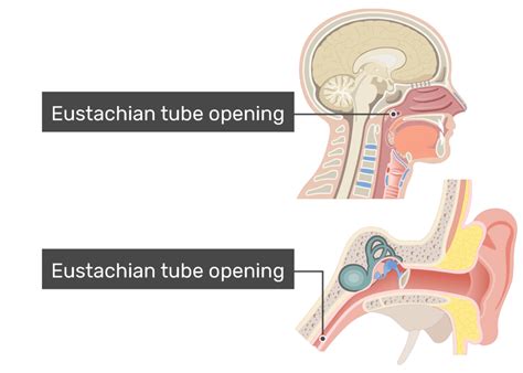 Eustachian Tube Pharynx