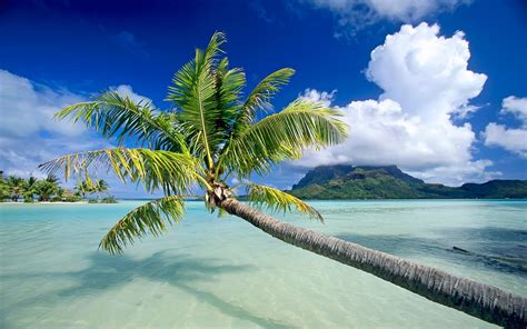 Tropical Beach Background 16