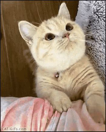 Cute Hungry GIF - Cute Hungry Kitten - Discover & Share GIFs