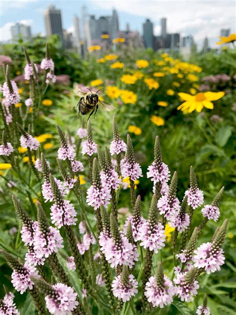 Encouraging Pollinators at Brooklyn Bridge Park (Webinar) - Brooklyn Bridge Park