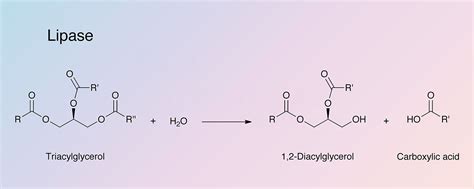 Lipase Enzyme Structure