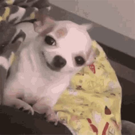 Smiley Chihuahua GIF - Smiley Chihuahua Funny - Discover & Share GIFs