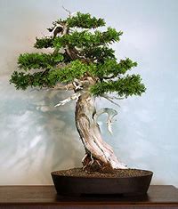 Eastern White Cedar Bonsai Tree – Chinese Bonsai Garden