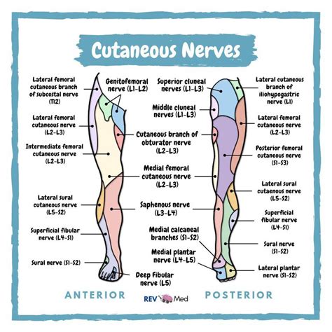 Cutaneous Nerves - Lower Limb Anatomy - MEDizzy