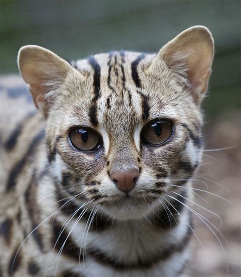 Asian Leopard Cat | Galloway Wildlife | Flickr