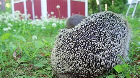 Hedgehog: How spikes work | Hedgehog: How spikes work. Nice … | Flickr