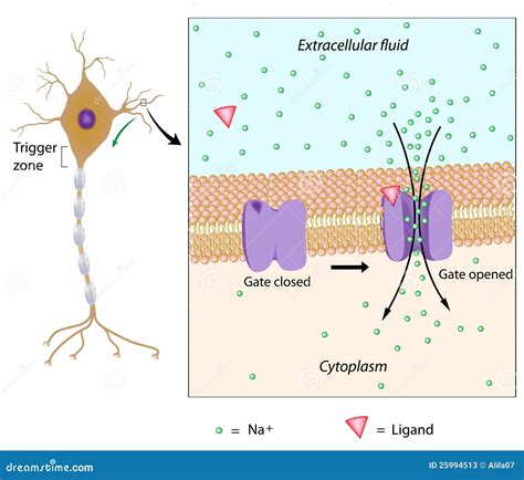 Potencial Accion Neurona