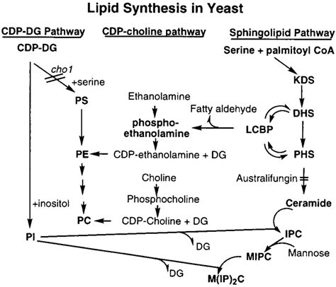 Pathways of sphingolipid and glycerophospholipid metabolism in S ...
