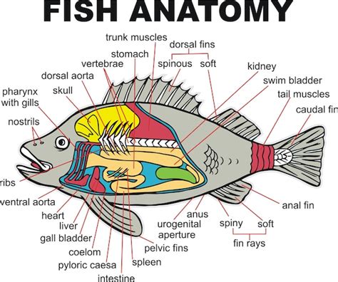 Premium Vector | Fish anatomy vector illustration