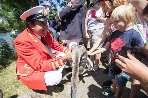 Swan Upping: All you need to know about a 900-year-old British tradition | Shropshire Star