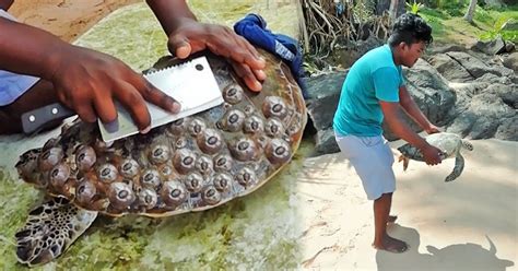 Guy Helps Sea Turtles By Removing Barnacles From Their Shells