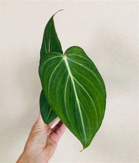 Philodendron 'Gloriosum'