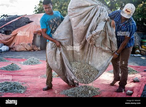 People prepare anchovies, locally called Dagaa, for drying at Mkokotoni village, Zanzibar. Local ...