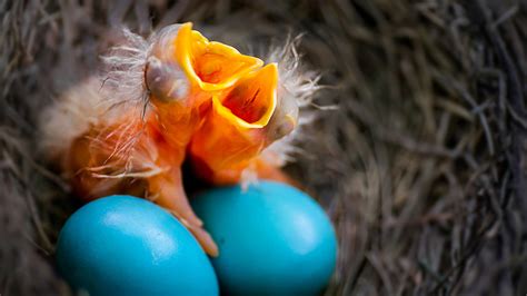 American Robin Eggs