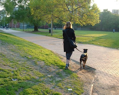 Woman Walking A Dog Free Photo Download | FreeImages