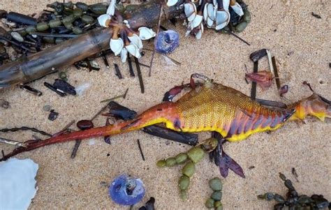 Berpuluh-puluh hidupan laut aneh terdampar di pantai Australia - Dunia | mStar