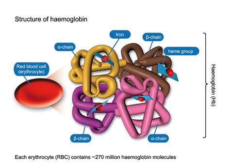 savvy-chemist: Transition metals: Cisplatin, haemoglobin, EDTA.