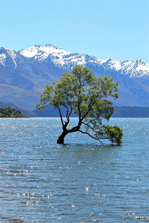 That Wanaka Tree - The World on my Necklace