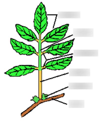 Compound Leaf Morphology Diagram | Quizlet