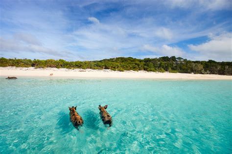 Exuma Bahamas Resorts| Best Places to Stay - Snorkel and Hike