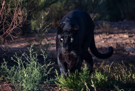 Black Panther Stalking Stock Photos, Pictures & Royalty-Free Images - iStock