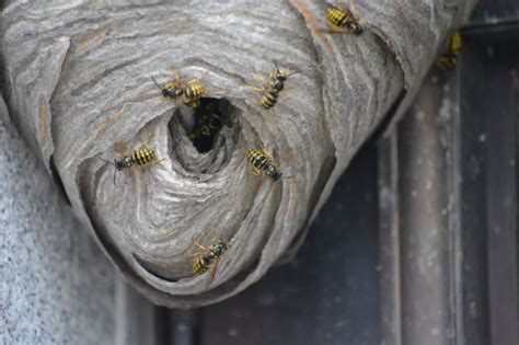 What are Yellow Jackets? | Hawx Pest Control