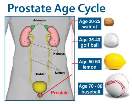 Prostable 6 | ANSSS.com