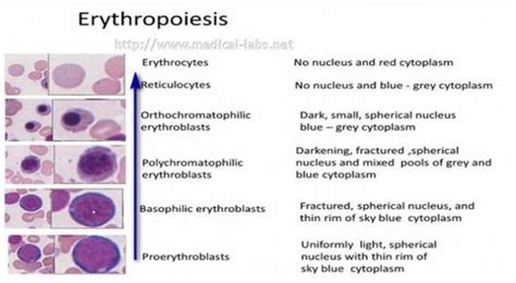 Red Blood Cells Maturation | Medical Laboratories