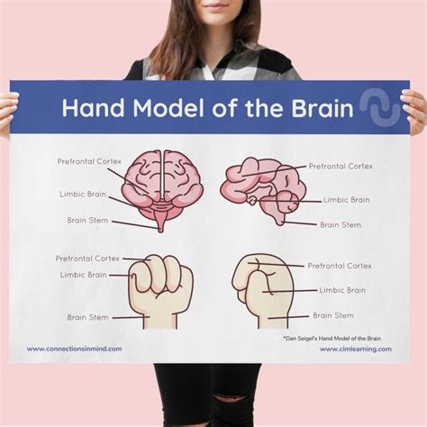 Hand Model of the Brain – Poster – CiM Online Learning