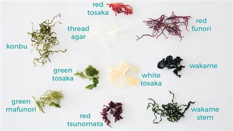 Different varieties of edible seaweed for making seaweed salad ...