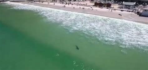 Bronze whaler shark spotted at Muizenberg beach