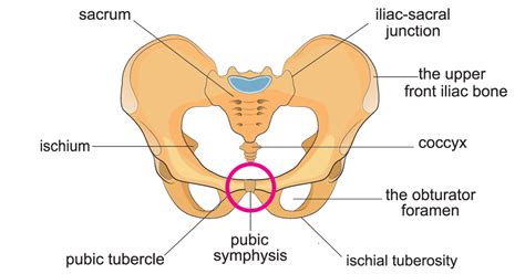 Symphysis Pubis Dysfunction (SPD) - Symptoms, Causes & Training Tips