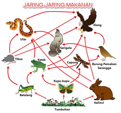 Contoh Jaring Jaring Makanan Di Padang Rumput – Berbagai Contoh