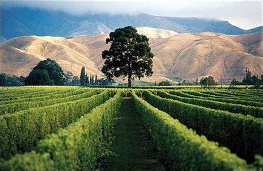 'Cat's pee' a boon for wine | New zealand wine, New zealand south ...