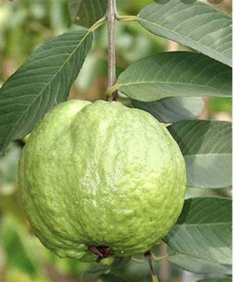 White Guava Plant-1 Starter Live Tropical Fruit Tree – Sapodilla Gardens