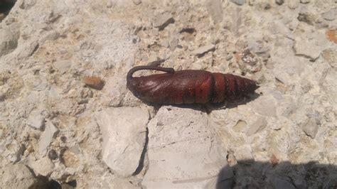 Finding a sphinx moth pupa « The Yellow Farmhouse Garden